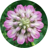 Kudzu Flower Extract in Memo Volt